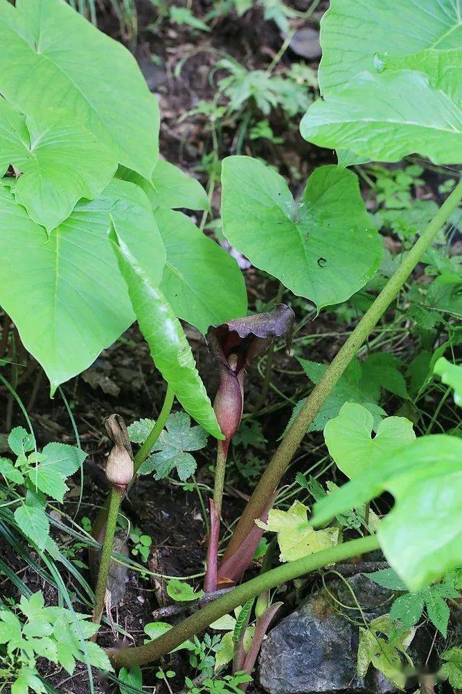 2 泽泻目 天南星科 斑龙芋属 独角莲1