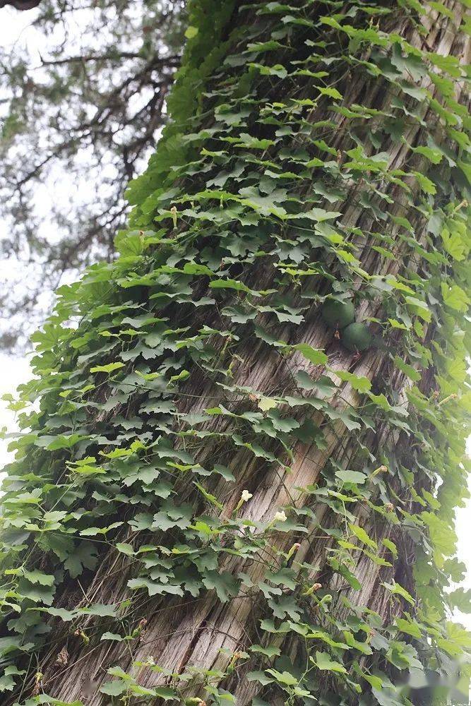 万寿藤植物图片图片