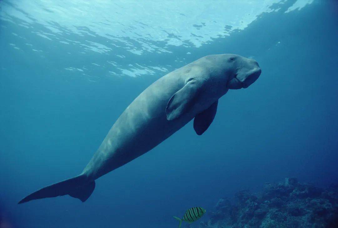 从外表上看,儒艮被当做人鱼的原型确实情有可原:它的鳍肢像人的胳膊
