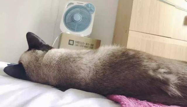 猫咪_症状_时候