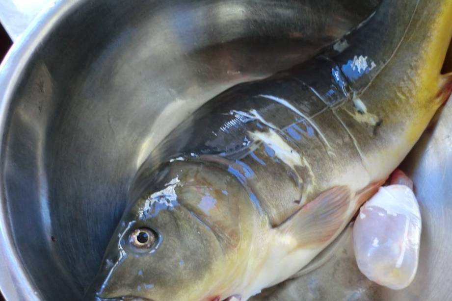 不仅如此,鲤鱼还能提供人体必需的氨基酸,矿物