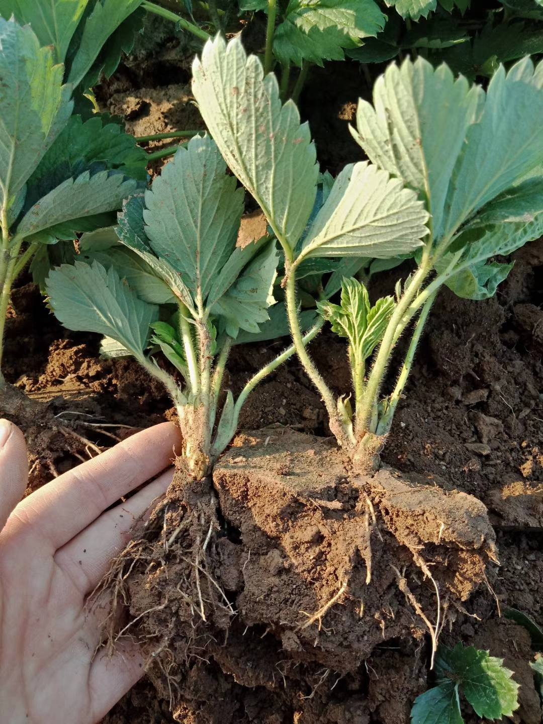 天仙醉草莓苗大棚栽植的注意事项 2代天仙醉草莓苗价格预测_花蕾_白天