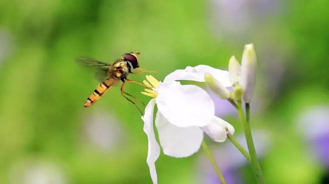 陪体可以烘托主体,帮助表达主体的特征和内涵,并和主体一起构成完整的