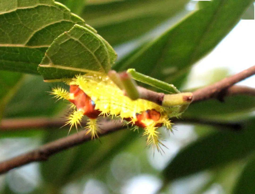 "蝶美于须 ,蛾美于眉"——龙观山野千姿百态的蛾子们_蝴蝶_活动_翅膀