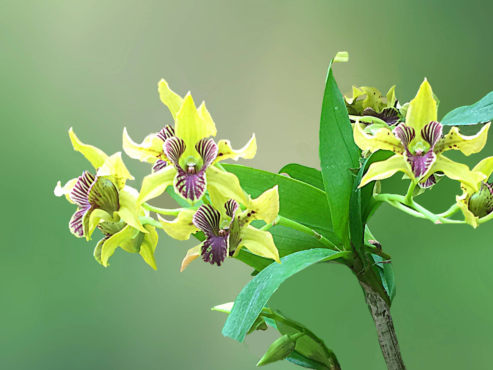 极品洋兰鉴赏(一)_兰花_卡特兰_花园