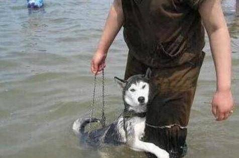 二哈被主人带去游泳,刚开始一脸胆怯,几分钟后主人都被吓懵了_哈士奇