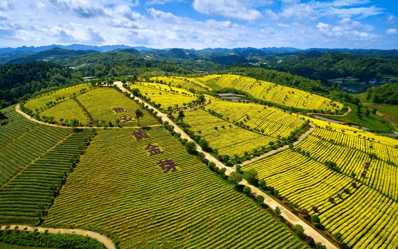 瓮安县建中镇:激活协作"细胞" 擘画振兴画卷_发展_产业_融合