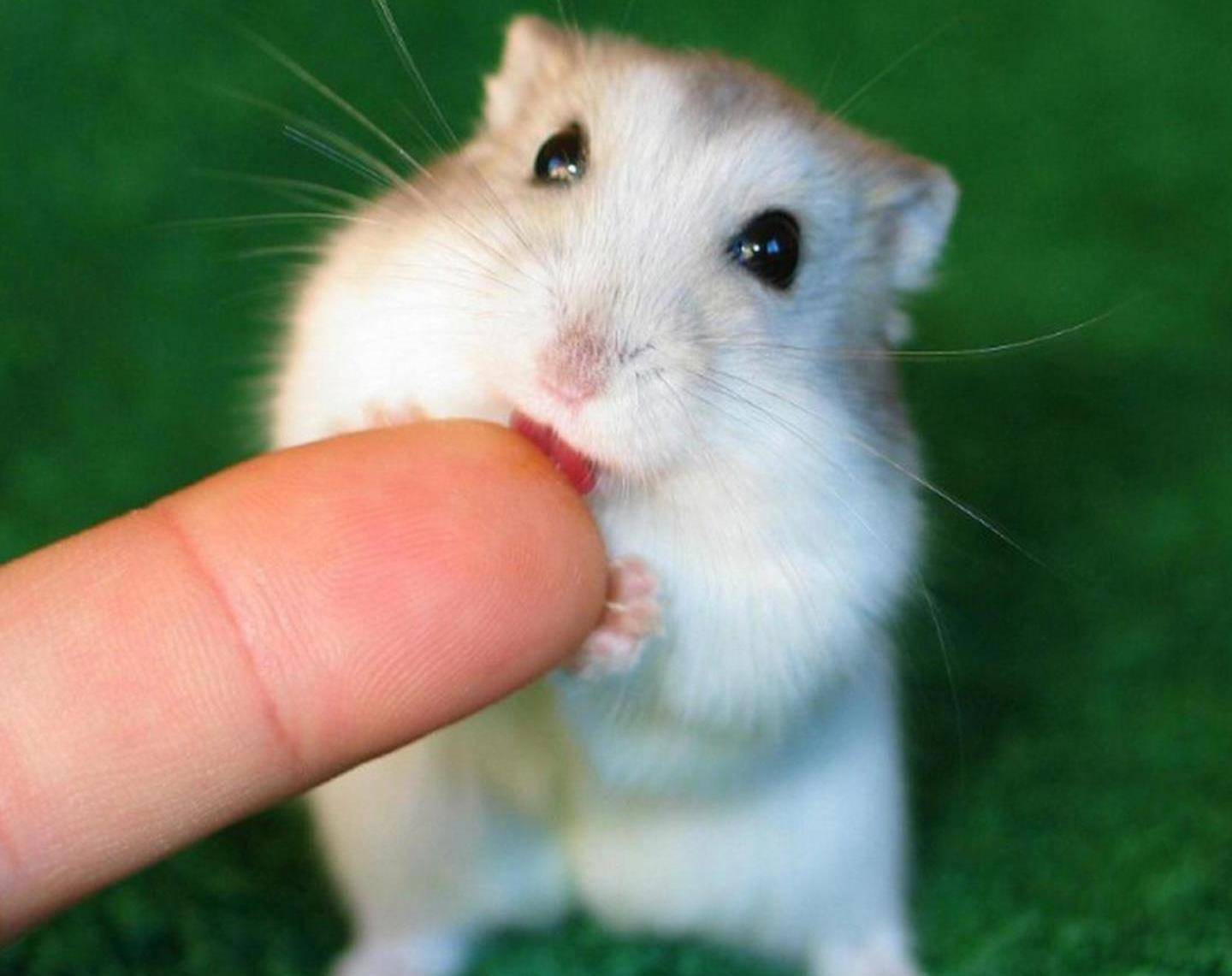 仓鼠跑轮上有黄色液体,吓坏主人,结果网友的回答让她