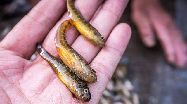 曾是河里的"小杂鱼",如今成鱼中珍品,30元1斤,6