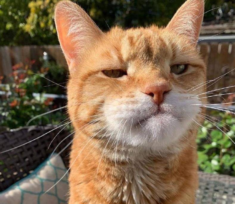 橘猫被蜜蜂给蛰了,主人一看橘猫的嘴巴,他忍不住笑了_战斗力_问题