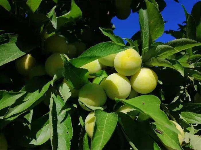 涞源秋子熟了!赶快来采摘!错过又等一年!