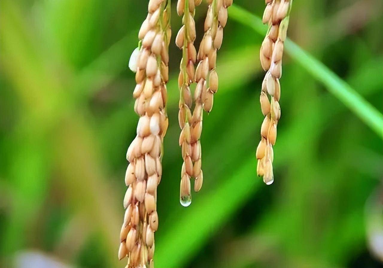水稻结实期图片