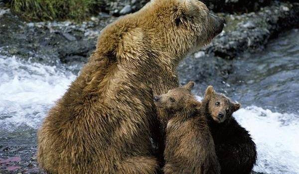 科迪亚克棕熊天敌是谁,科迪亚克岛棕熊战斗力有多强?