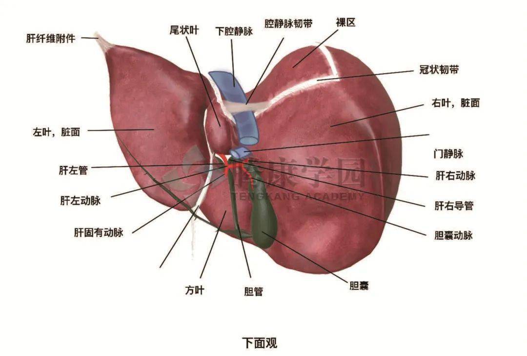 肝左叶工字形结构图片