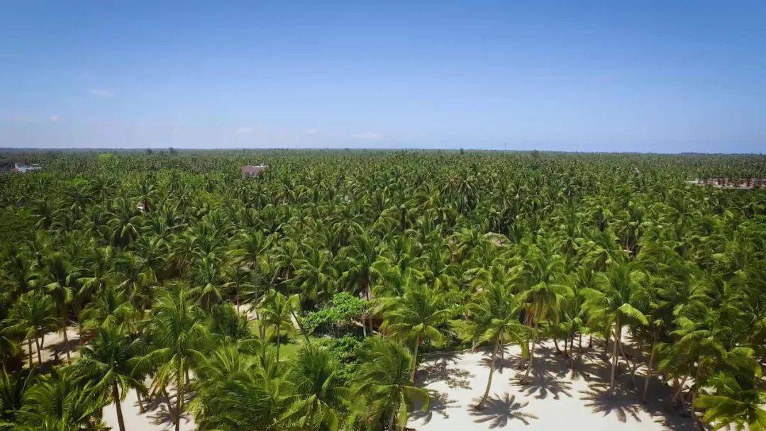 走进县城看发展 | 海南文昌:三产融合促椰乡高质量发展_椰子_种植