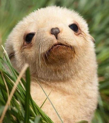 喵星人这样恳求的眼神,让主人不知所措!_包猫_后果_鼻子