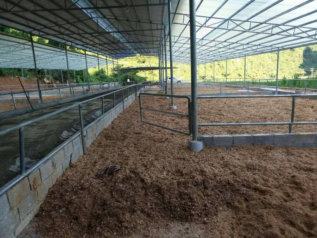 在添加发酵床专用的菌种之后就能够分解掉牛粪,实现零排放