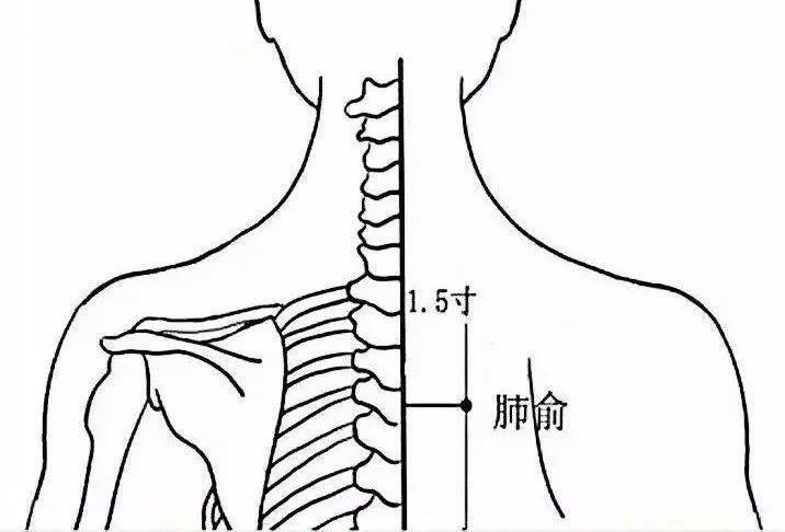 后背的肺经在哪里图片图片