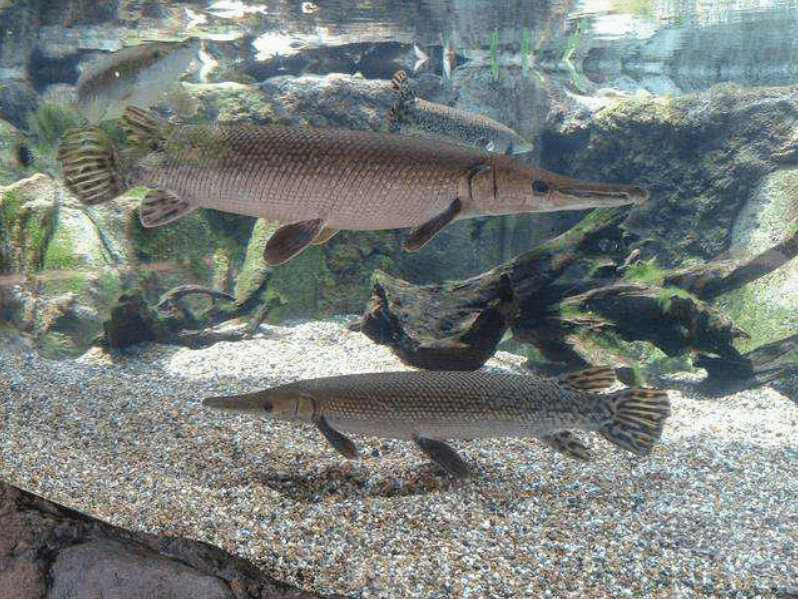 鳄雀鳝的鳞片非常坚硬,可以抵挡利刃,获取鱼肉非常困难,且肉质粗糙,不