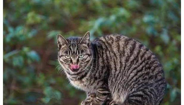 深受欧美爱猫人士追捧,国外千金难求,忠心堪比藏獒的本土宠物猫_花猫