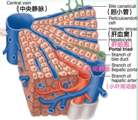 【内脏与疼痛】肝的组织结构