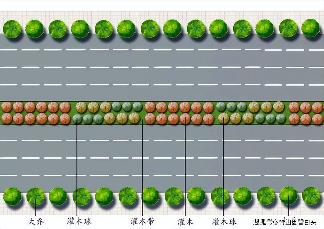 城市行道树的种植、固定、修剪、质量规范和监督标准_cm_树木_分枝