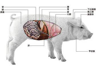 探讨生猪肠道健康问题 你怎么看？_母猪_资料_免疫力