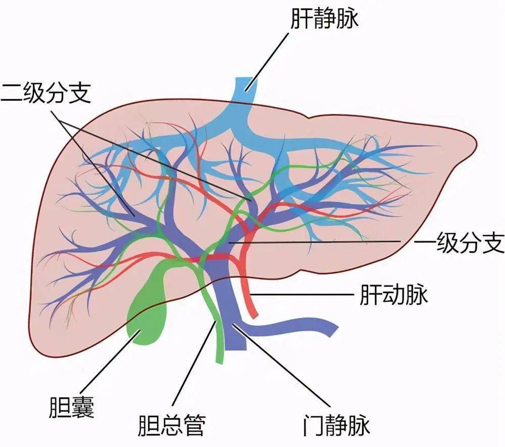 内脏与疼痛 肝的组织结构