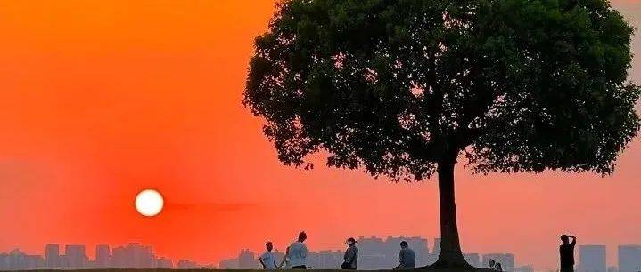 赏景 | 爱上独墅湖畔这棵“孤独”的树_生机_什么_张诚悦