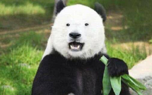 白化野生小熊猫图片