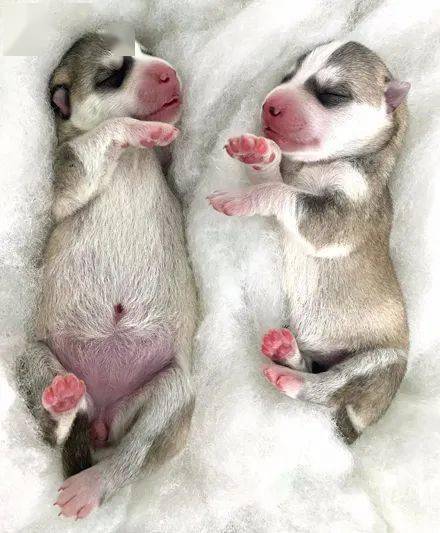 女子晒出一窝刚出生的哈士奇,结果网友看后全惊了,简直萌到爆炸!