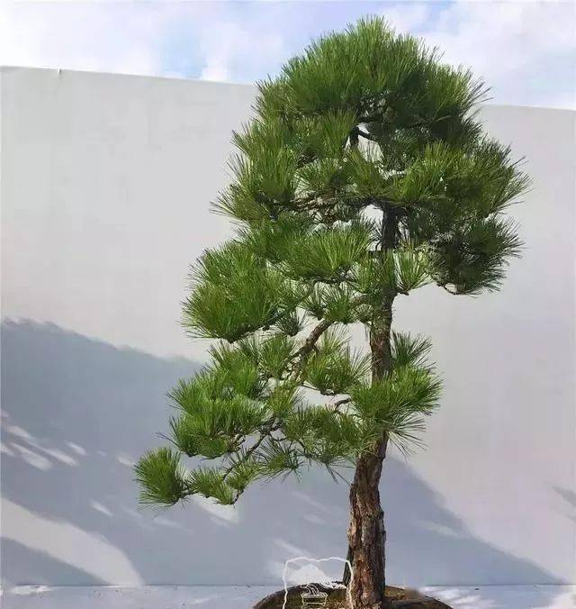 将军把门,家宅安宁_作品_盆景_造型