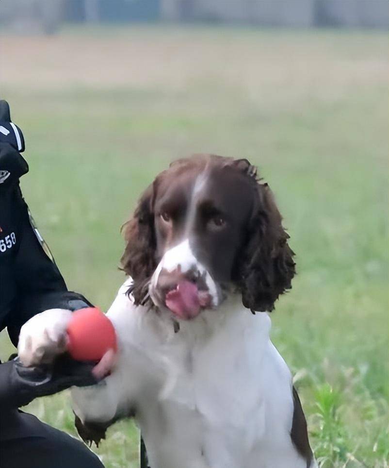 n刷《警花与警犬》,喜欢剧中人物,更喜欢那几只呆萌勇敢的警犬