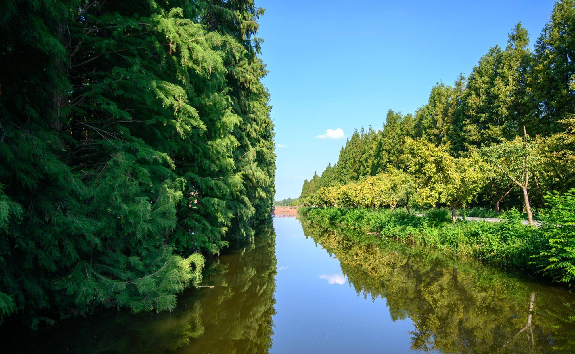 江苏少有人知的水上森林，坐落在高邮湖畔，被誉为“水上兵马俑”