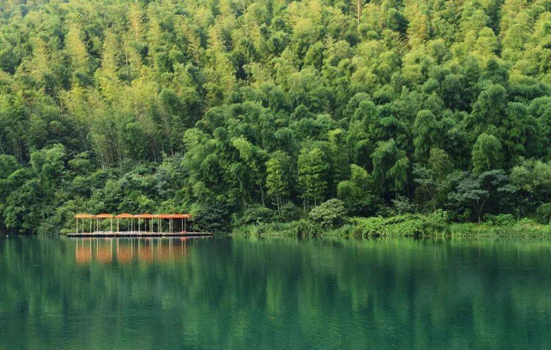 永嘉竹海图片