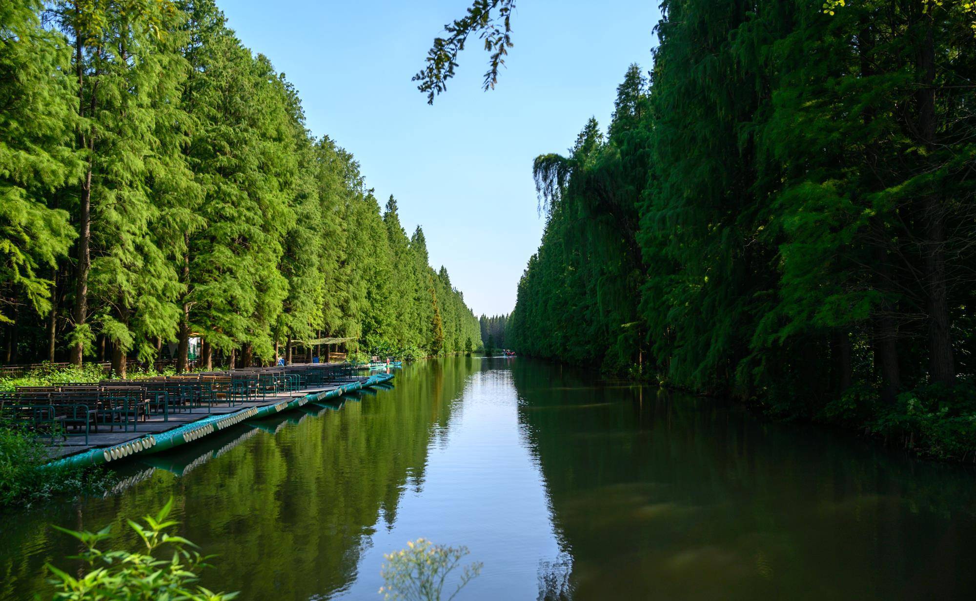 江苏少有人知的水上森林，坐落在高邮湖畔，被誉为“水上兵马俑”