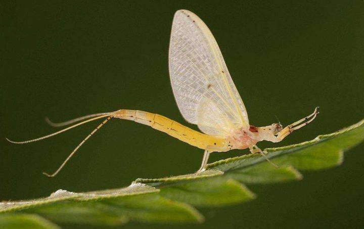 湖南沅江现大量白色飞虫如下大雪,路面积厚20厘米_蜉蝣_黄茅洲_大桥