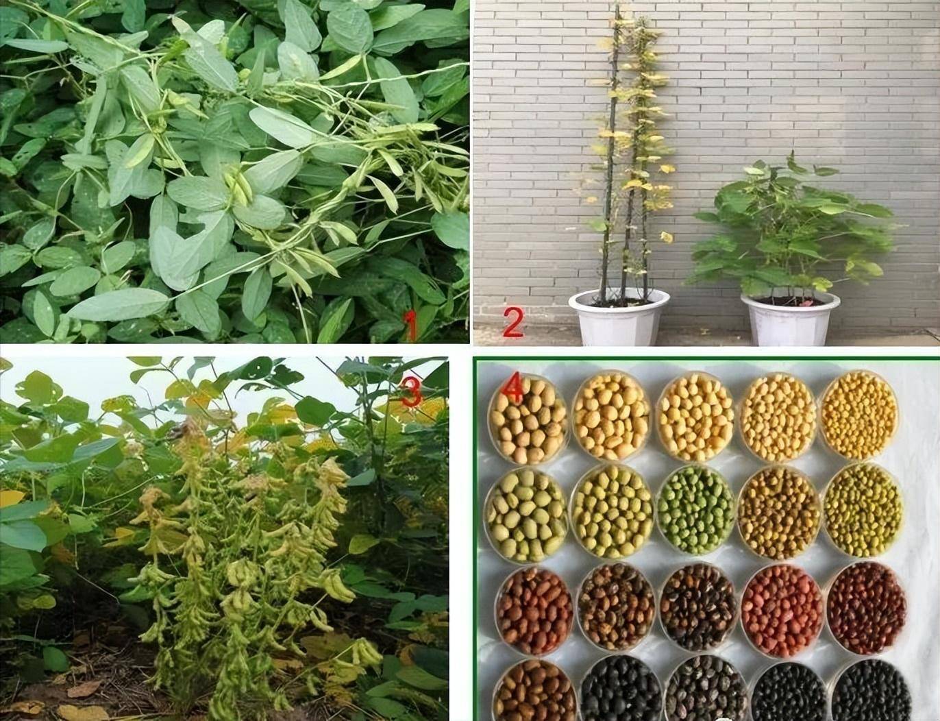 天津发现罕见野生大豆,比雪莲珍稀,解决大豆卡脖子难题_我国_种子