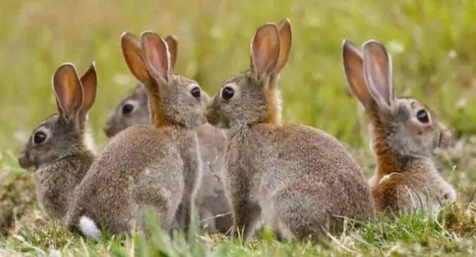 长耳大野兔摄影图片-长耳大野兔摄影作品-千库网