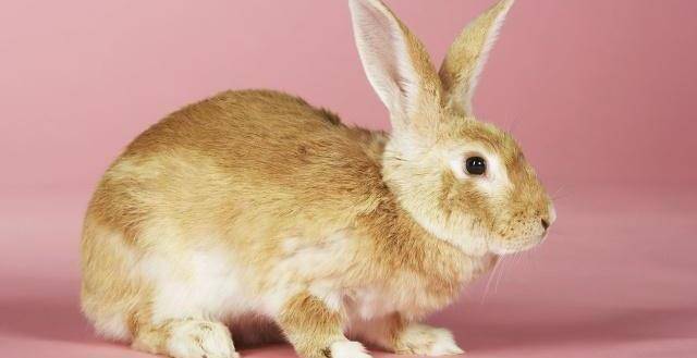 兔子的15种表现所表示的意义都大不相同!_时候_警告_是一种