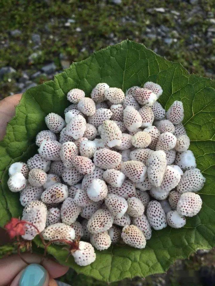 地泡儿_田坎_五峰_牛绳羊