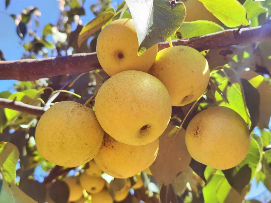 昌平后白虎涧的京白梨熟啦!_阳坊镇_种植_销售