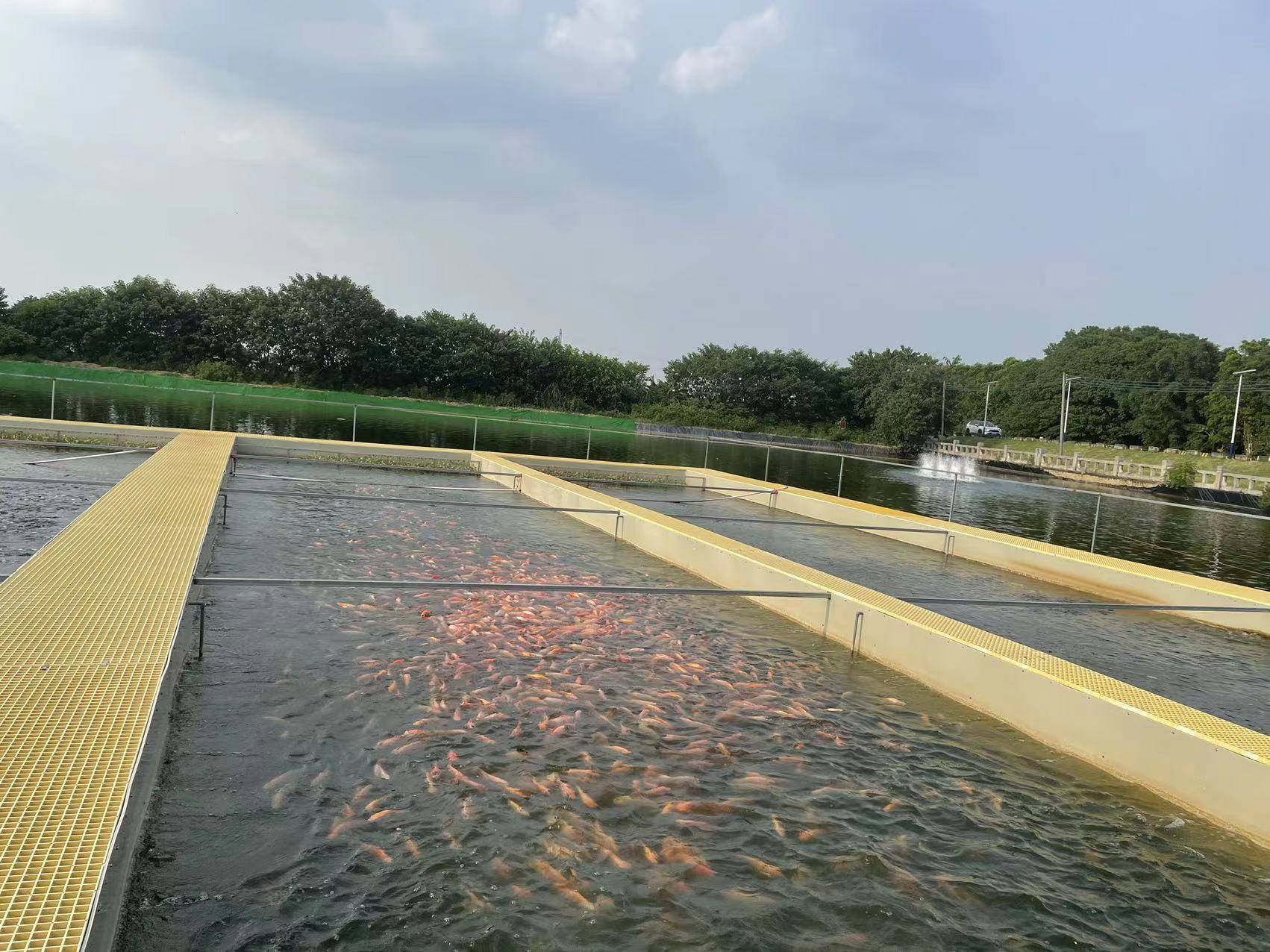 长辰渔业循环水养殖技术;循环水养殖水质稳定,一年可以