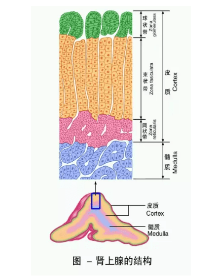 肾上腺的组织结构图图片