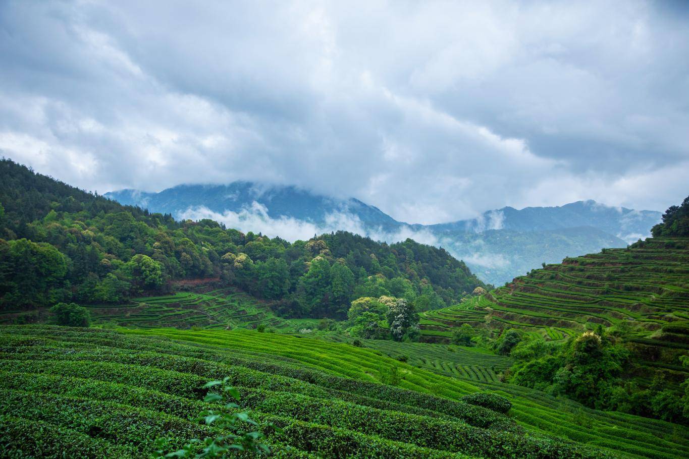 兴久岩茶1000多亩的武夷山大红袍高山茶园_茶叶_物质_海拔