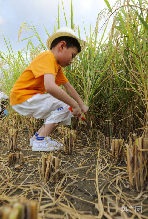 福建福清:稻香文化节趣享农耕体验_三星村_谢贵明_东张镇