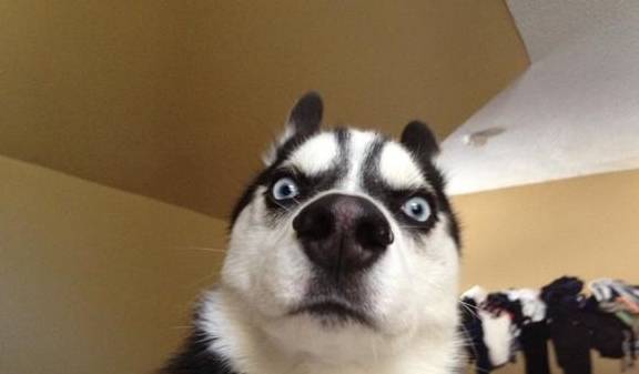 哈士奇被誉为最蠢的狗,但其实不是哦!_因为_主人_时候