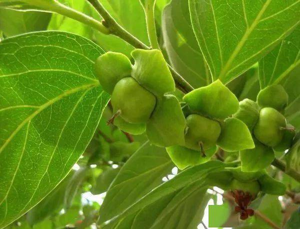 秋日美景,柿叶满庭红颗秋_柿子_皮上生_郑虔