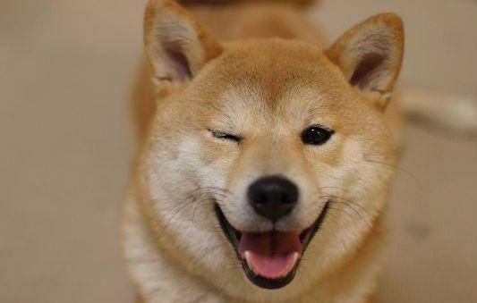 一般情况 柴犬最大能长多少斤 体重 饮食 体型 一般情况 柴犬最大能长多少斤 体重 饮食 体型