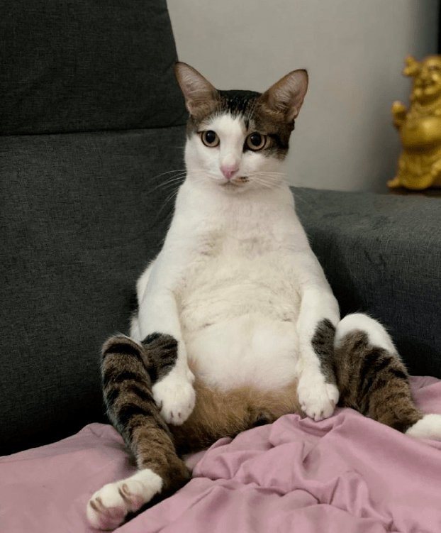 fb@mirabelle dai15不过问题不大,跟这只猫咪学学,穿上就看不到平胸了